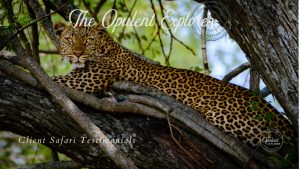 leopard in a tree - our photograpghy