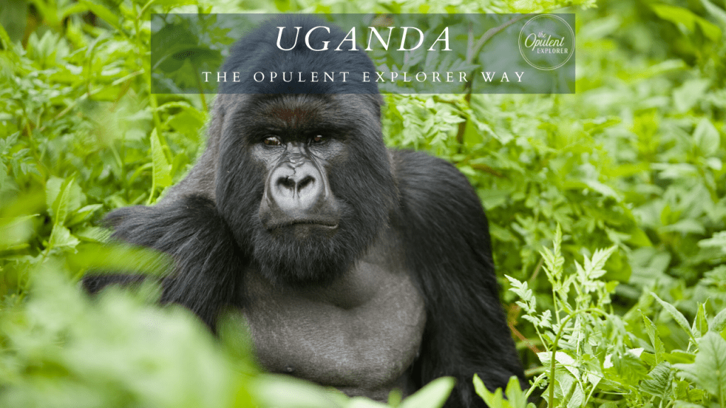 Luxury Travel Tour Operator | Uganda specialist