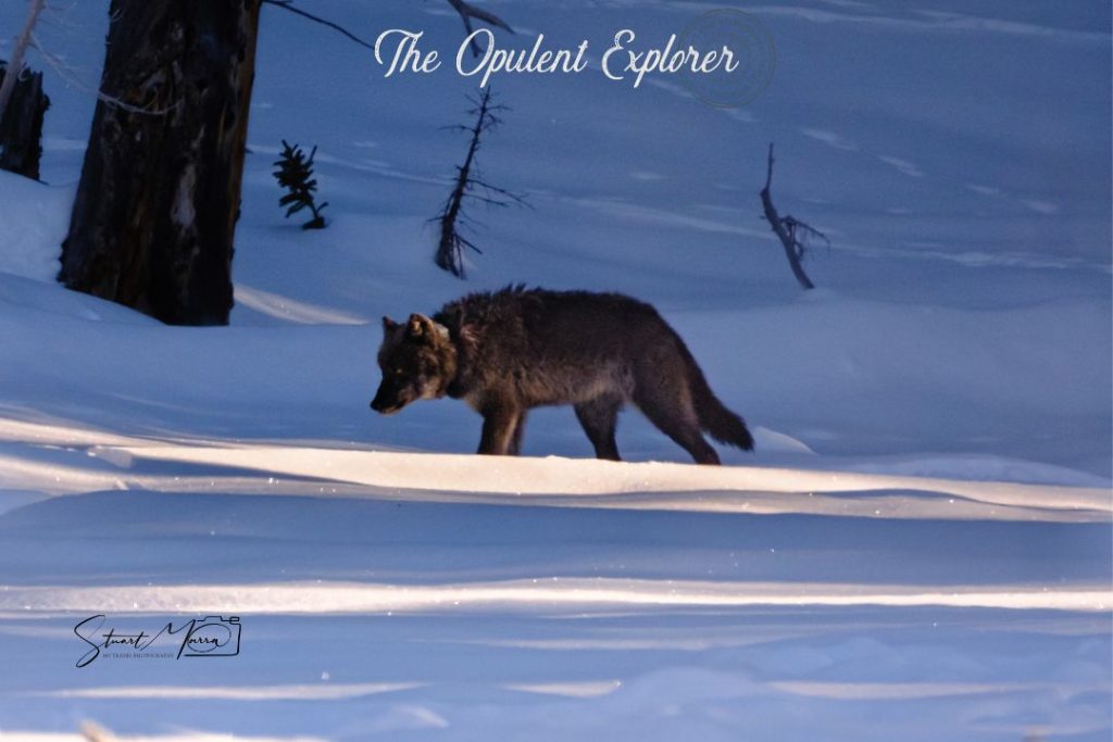 wolves of yellowstone - Opulent Explorer Photography