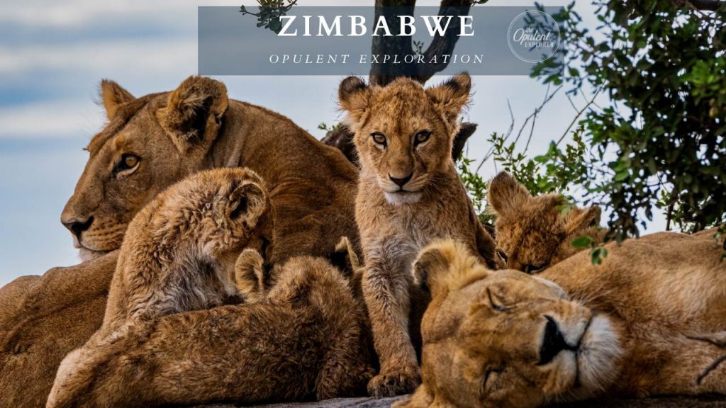 lion in tanzania - photo by The Opulent Explorer