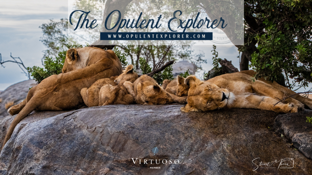 lions - The Opulent Explorer