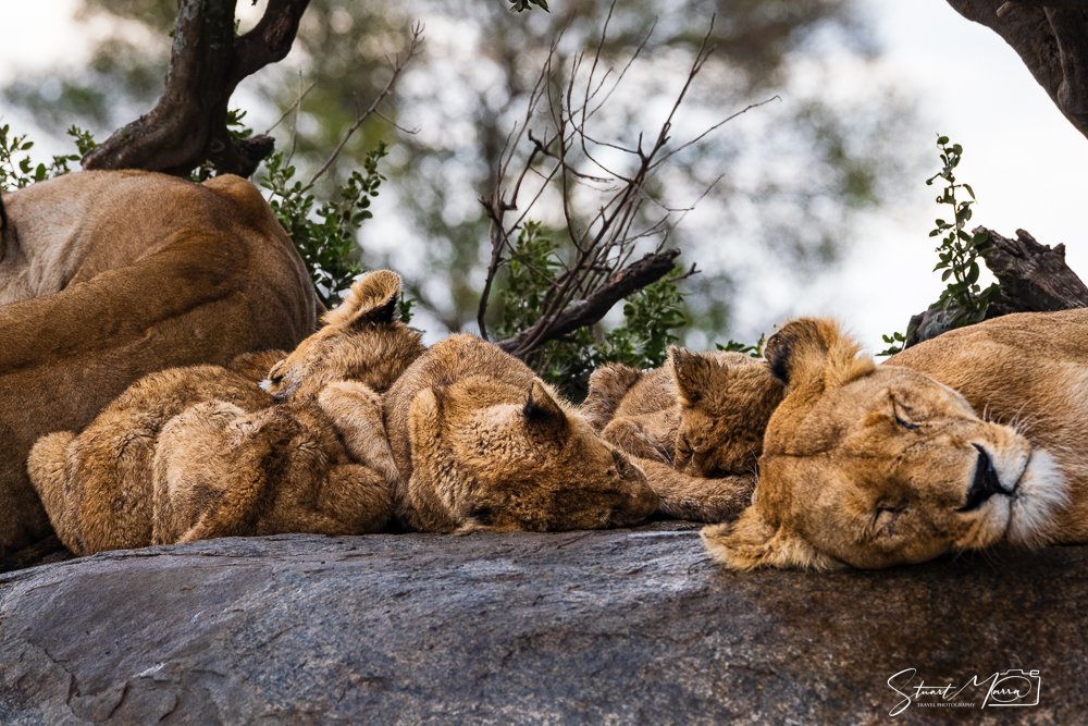 lion cubs asleep - The Opulent Explorer