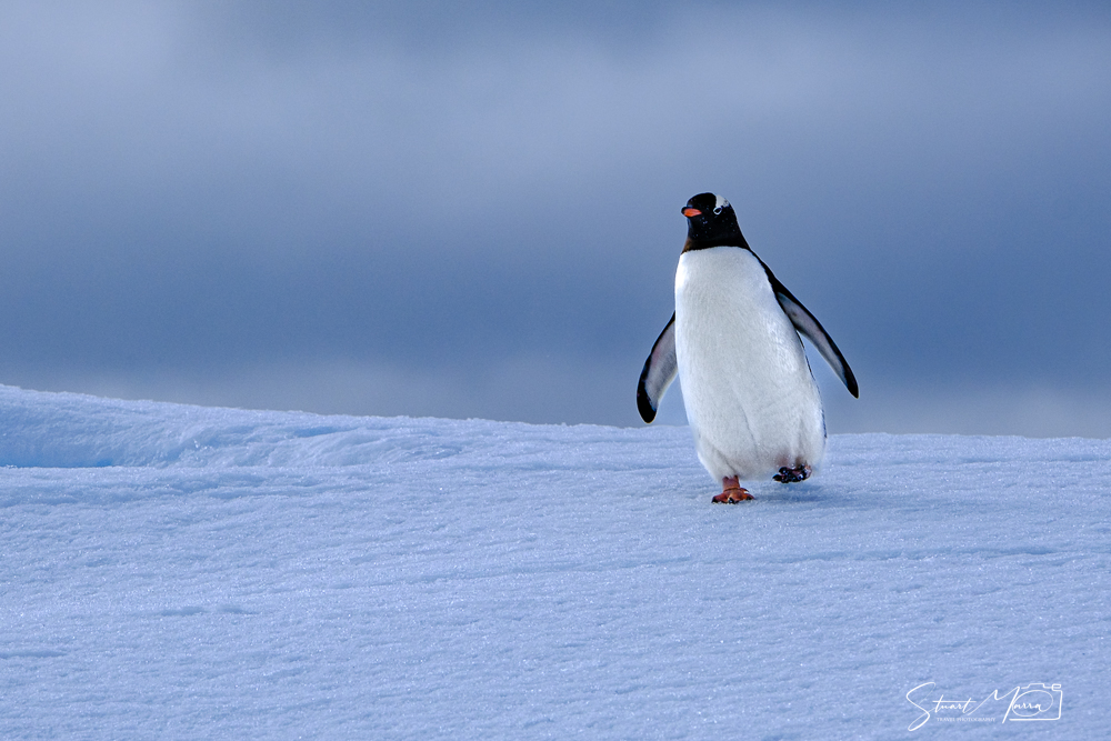 Penguin in Antarctica - A lifetime of experiences through my lens. Travel photography © Stuart Marra 