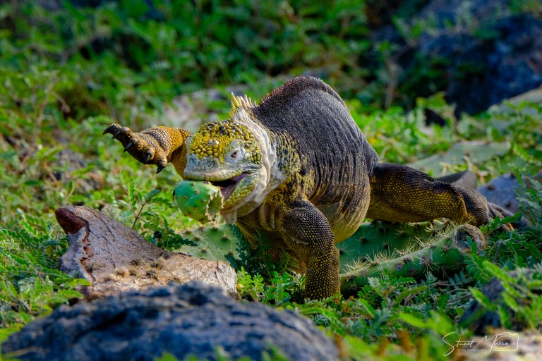 iguana