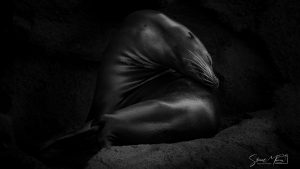 Sea Lion
