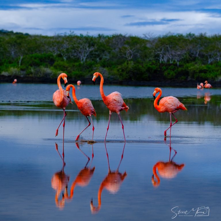 Flamingos
