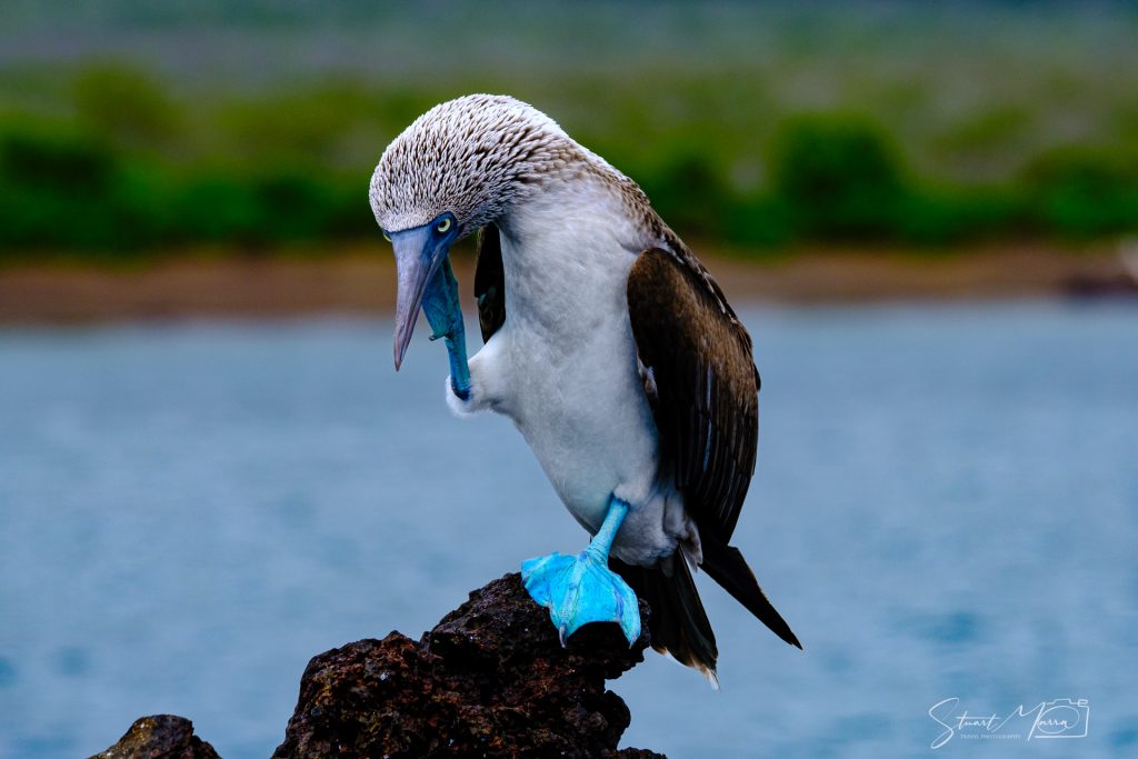 blue footed boobie