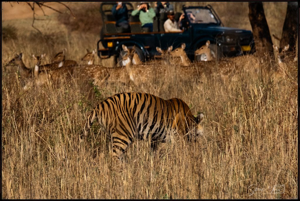 India Tiger Safari | Stuart Marra · The Opulent Explorer®