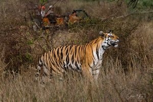 India | Stuart Marra · The Opulent Explorer®