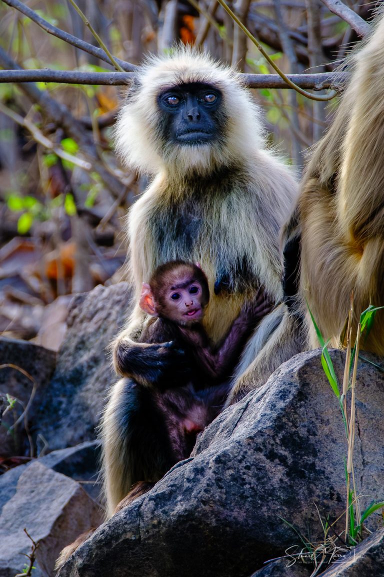 India | Stuart Marra · The Opulent Explorer®