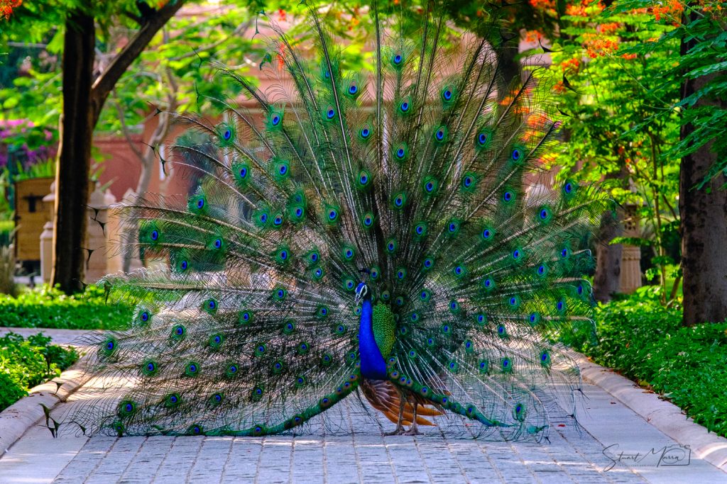 Jaipur, India | Stuart Marra · The Opulent Explorer®