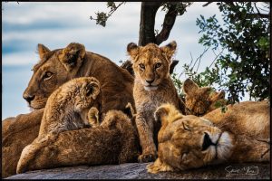 African Safari | Stuart Marra · The Opulent Explorer®